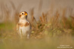 Plectrophenax_nivalis_0060.jpg