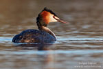 Podiceps_cristatus_0817.jpg