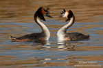 Podiceps_cristatus_0821.jpg