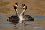 Podiceps_cristatus_0825.jpg