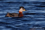 Podiceps_grisegena_0013.jpg