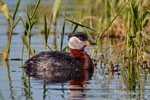 Podiceps_grisegena_0047.jpg