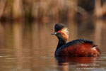 Podiceps_nigricollis_0672.jpg