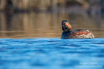 Podiceps_nigricollis_0677.jpg