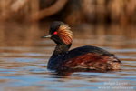 Podiceps_nigricollis_0680.jpg