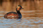 Podiceps_nigricollis_0691.jpg