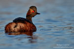 Podiceps_nigricollis_0704.jpg