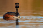 Podiceps_nigricollis_0707.jpg