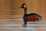 Podiceps_nigricollis_0716.jpg