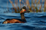 Podiceps_nigricollis_0795.jpg