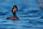 Podiceps_nigricollis_0806.jpg