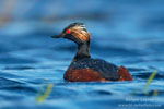 Podiceps_nigricollis_0823.jpg