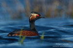 Podiceps_nigricollis_0832.jpg