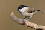 Poecile_palustris_0279.jpg