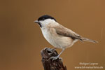 Poecile_palustris_0280.jpg