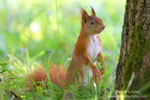 Sciurus_vulgaris_0001.jpg