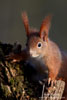 Sciurus_vulgaris_0015.jpg