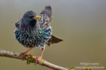 Sturnus_vulgaris_0065.jpg